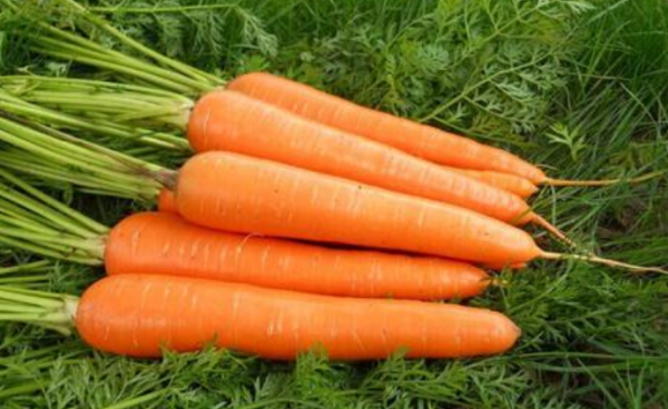 carrot的复数 carrot的复数形式怎么写？ 