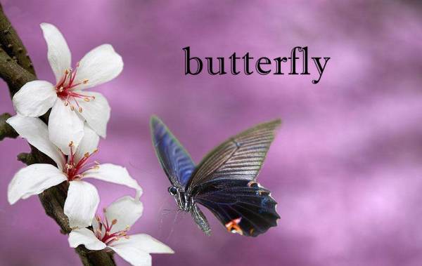 butterfly的复数 butterfly的复数形式 