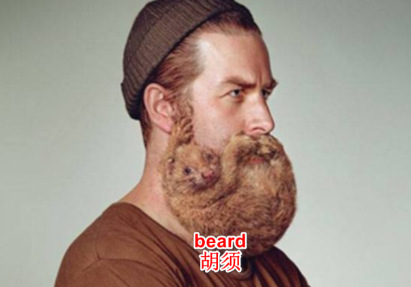 beard可数吗_ beard可数还是不可数 