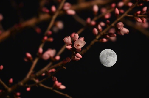 花有清香月有阴上一句_ 花有清香月有阴的上一句 