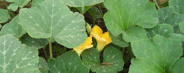 阳台怎么种植南瓜苗 阳台怎么种植南瓜 