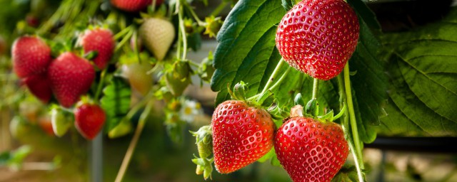 草莓苗一亩地种多少棵苗合适 草莓苗一亩地种多少棵 