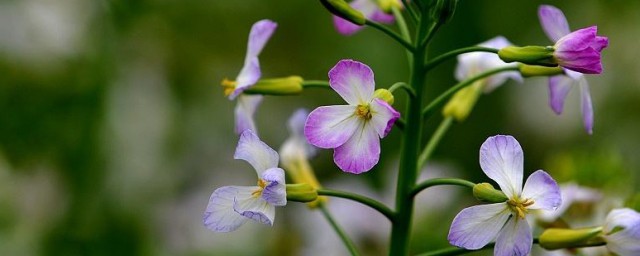 萝卜花是在什么季节开放 萝卜花什么时候开 