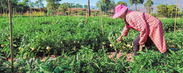 人参果怎么种植技术和管理 人参果怎么种植技术 