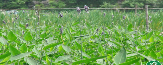 花水苗怎么烧好吃窍门 花水苗怎么烧好吃 