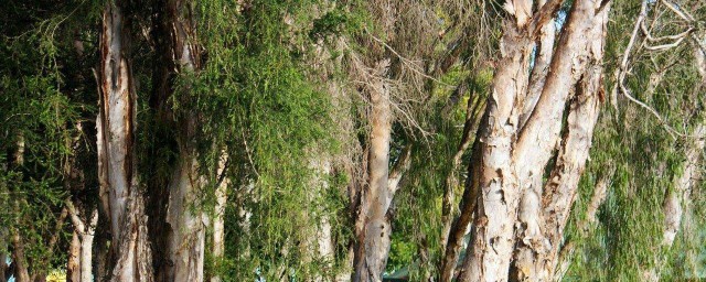 桂皮树种植需多少年可采皮子 桂皮树种植需多少年可采皮 