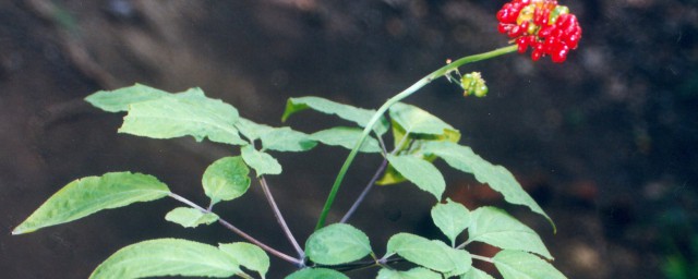 人参长几年才开花