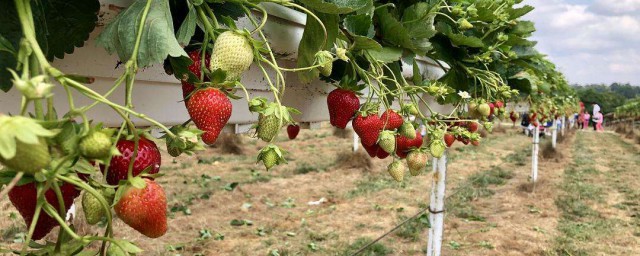 草莓什么季节栽最好 草莓什么季节栽种合适 